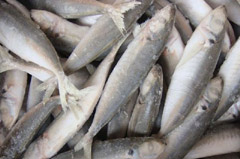 fresh seafood