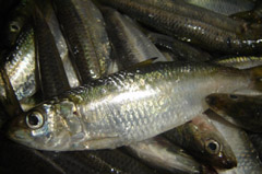 sardine