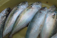 kwakwa