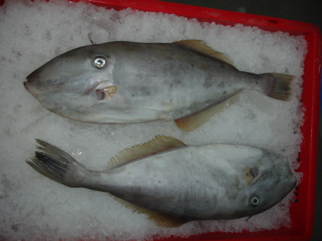 wholesale fish