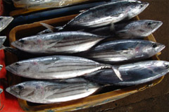 skipjack tuna