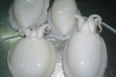 cuttle fish