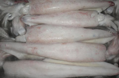squid