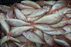 frozen seafood