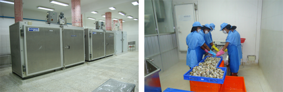 IQF Freezer