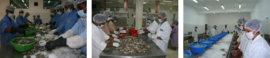 shrimp processing zone