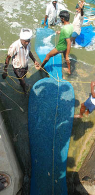 harvesting black tiger shrimp