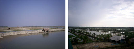 shrimp culture pond