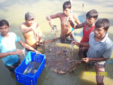 harvesting scampi