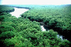 sundarban